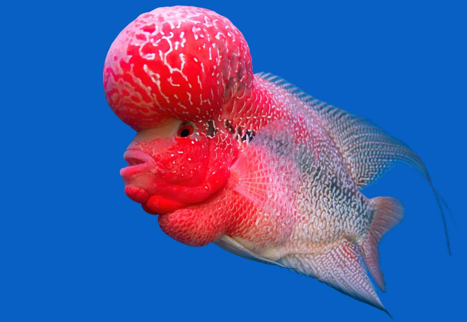 Imagem do Flowerhorn